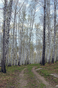 树公园荒野阿拉库尔湖南乌的泉森林图片