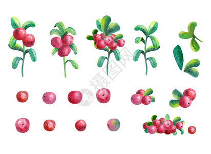 饮食卡通片白色背景的红莓树是孤立的clipart水彩图白背景的RipeBerry牛莓是孤立的Clipart水彩图蔬菜图片