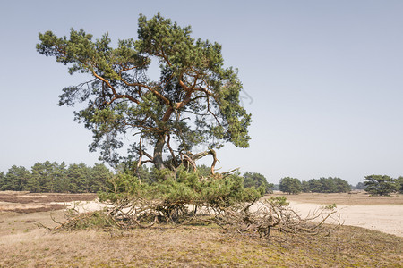 字段吠荷兰HogeVeluwe公园上的松树季节图片