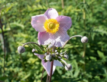 花园朵自然粉红玫瑰花8月在瑞典阳光明媚的中开花粉红色玫瑰花图片