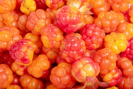 橙黄色和红成熟云莓背景作为的浅黄和红绿色亮吃水果图片
