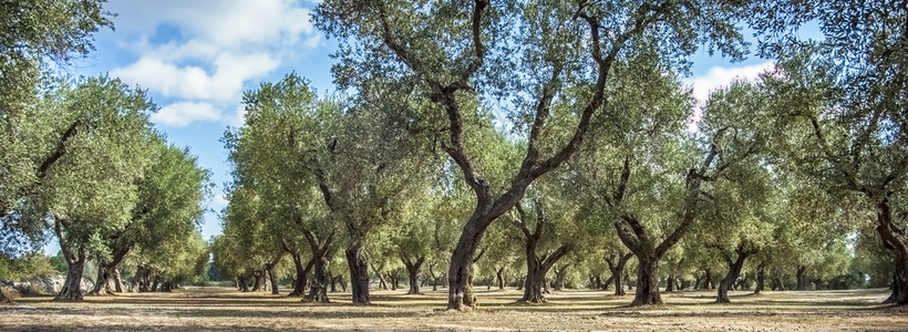 干旱莱切油TorreSantAndreaPuglia意大利的橄榄种植园图片