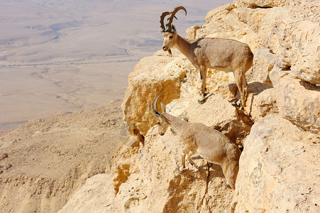 岩石上的羚羊图片