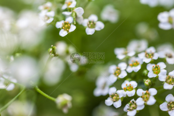 白花小背景许多美丽的小花在园里开的生活场地脆弱图片