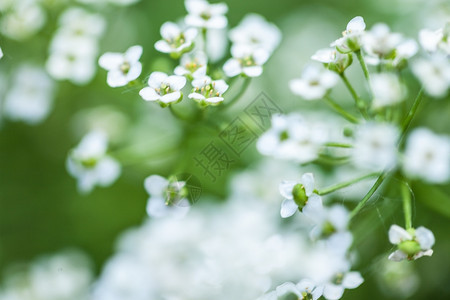 满天星季节花瓣白小背景许多美丽的小花在园里开的图片