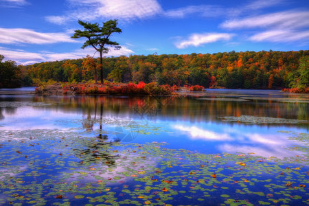 美丽的森林湖景图片