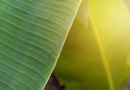 香蕉叶位于热带花园有复制空间棕榈全部的亚洲人图片