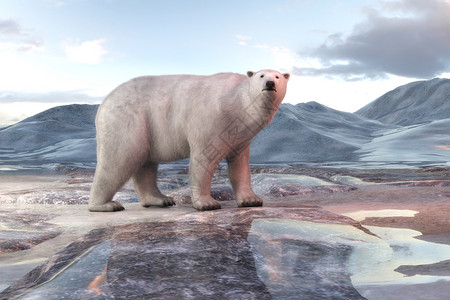 3D北极熊数字说明动物学的柯迪亚克图片