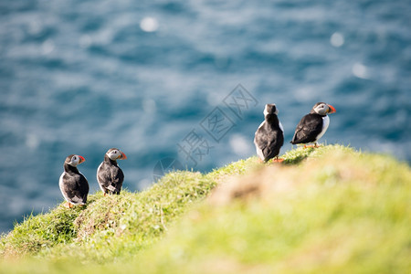 在法罗群岛悬崖上坐着底有海洋的大西雀亚马孙水鸟类观图片