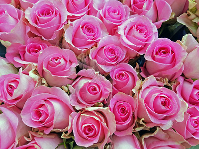 花束布奎斯特红色的美丽粉玫瑰遗迹图片