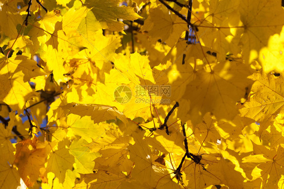 美丽的叶子落时黄色的树叶自然秋背景的缝合散天图片