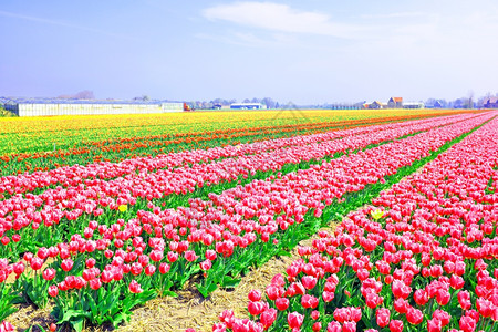 美丽的郁金香花朵图片