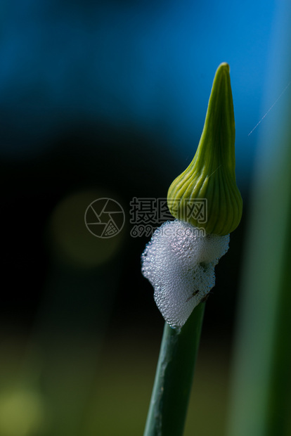 庄稼种子可食用的在蓝天空中被隔离的菲拉尼乌斯普马利有机草药洋葱芽图片