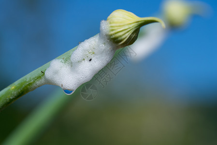 在蓝天空中被隔离的菲拉尼乌斯普马利有机草药洋葱芽庄稼春天白色的图片