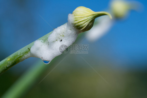 在蓝天空中被隔离的菲拉尼乌斯普马利有机草药洋葱芽庄稼春天白色的图片