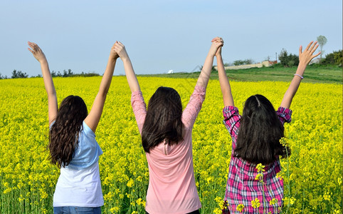 在黄花田中举起手来年轻女孩们草地乡村的场图片