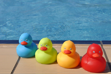 游泳池边的四只玩具橡皮鸭图片