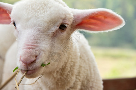 绵羊婴儿的肖像美丽农场外套图片