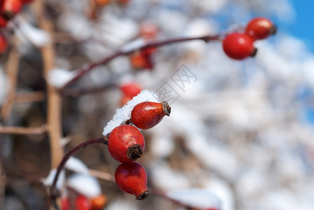 草药下雪的白色冬天被雪覆盖野蔷薇图片