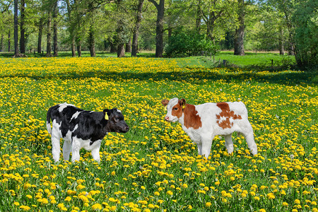 牧场蒲公英白色的两只新生幼崽站在多彩的草地上带着盛开的黄花朵图片