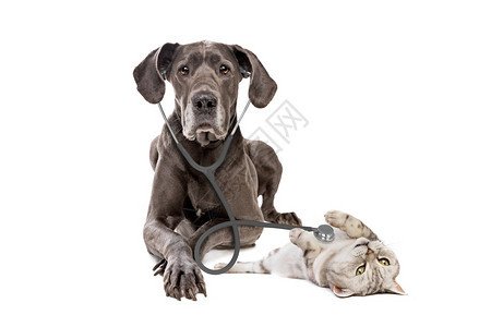 健康接待大丹狗使用听诊器对一只在白色背景大狗上被孤立的猫进行听诊器在兽医所接受的在诊所宠物疗保健和动概念大达尼狗使用一个听诊器对图片