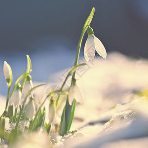 新鲜的雪花莲公园滴美丽的白春花中第一座开花植物天然色彩多背景加兰特胡斯尼瓦利图片