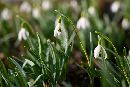 花瓣第一的早期春花天第一座开花的白植物天然色彩多背景加兰特胡斯尼瓦利图片