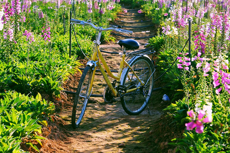 DaLat在春天旅行的美丽风景白天在多彩的钟铃花园里骑着黄色自行车植物盛开生机蓬勃充满活力的游览之地制作循环底部图片