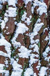 吠冬天季在大型闭合中树皮覆盖白雪自然纹理背景中的树皮裂缝图片
