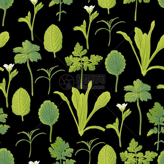 画植物群有机的用于纺织品印刷壁纸包装网络背景和其他模式的花草设计用药填充无缝插图和没有合的草药图片