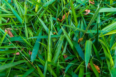 院子绿竹叶广受欢迎的热带花园植物自然背景的大型封闭式绿竹叶禾本科图片