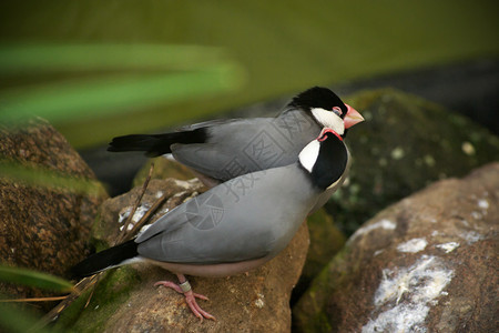 白饭喙紧贴一对灰色的爪哇雀鸟爬在温室中的石头上相互清洗羽毛鸟类学图片