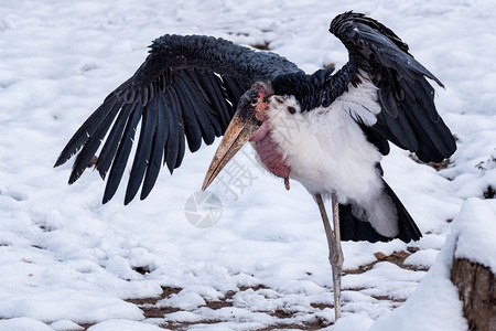 在雪地中伸展翅膀的长发巨型斑马鸟白鹤的象形画灰色户外寒冷图片