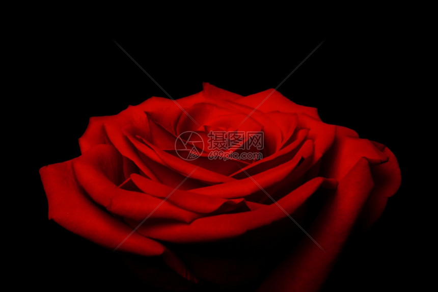 细分市场美丽的红玫瑰花朵上面有一层的花瓣类似爱情和伟大的礼物为华伦人节孤立无援复杂的花冠图片
