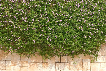 砖Verbena混合花在墙上绿色和花背景马鞭草具体的图片