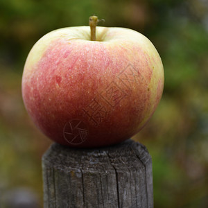 美丽的味单一红苹果在根柱子顶上充满活力水果明亮的图片