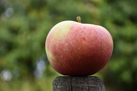 季节可口一个美丽的红苹果在模糊的绿色背景下保护着一个美丽的红苹果新鲜图片