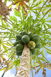 亚洲健康含果实的木瓜树种植园图片