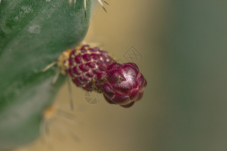 刺雌蕊植物学仙人掌花是紫色的图片