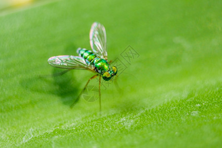 植物树叶上的多利哈波迪达是小的绿体颜色昆虫图片