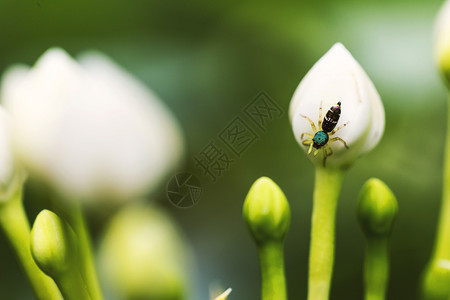 在花朵和模糊的白背景上紧贴蜘蛛常见的花园美丽图片