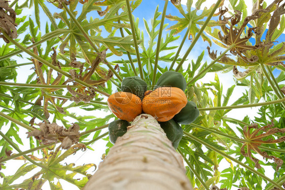 水果种植园营养含实的木瓜树图片