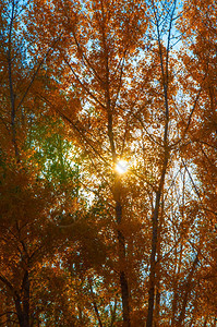 秋季树林透过的光图片