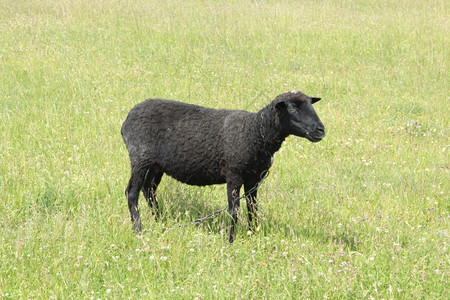 反刍动物牧草绿上放的黑羊帕特代尔小牛图片