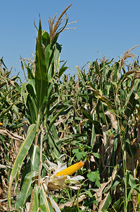 田地的玉米垂直拍摄上黄色的玉米棒子叶图片