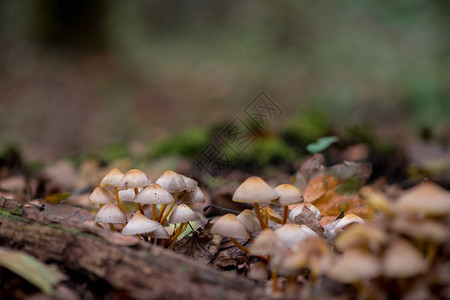 树林里的蘑菇密闭美食素主义者菌图片