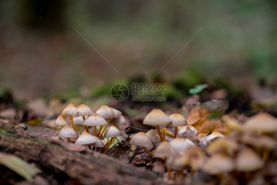 树林里的蘑菇密闭美食素主义者菌图片