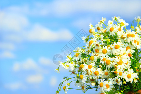天空纯度蓝背景花束中的白色洋甘菊美丽的花束与白色洋甘菊花夏季白色田野花特写文本的地方Copyspace蓝天背景花束中的白色洋甘菊图片