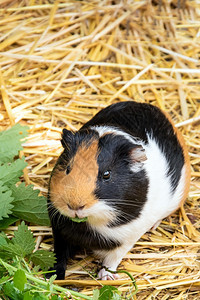 生物独自的爪子几内亚猪在看摄影机时着可观的毛皮宠物食用编织的花朵滑稽小毛细鼠近距离贴的老鼠肖像图片