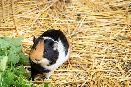几内亚猪在看摄影机时着可观的毛皮宠物食用编织的花朵滑稽小毛细鼠近距离贴的老鼠肖像脊椎动物快乐的头发图片